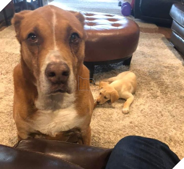 Tổng hợp những chiếc chó thái độ khi con sen chào đón thành viên mới của gia đình 5