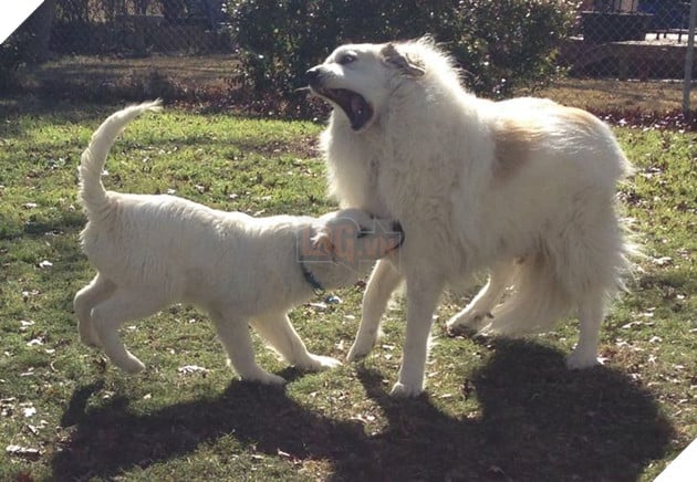 Tổng hợp những chiếc chó thái độ khi con sen chào đón thành viên mới của gia đình 6