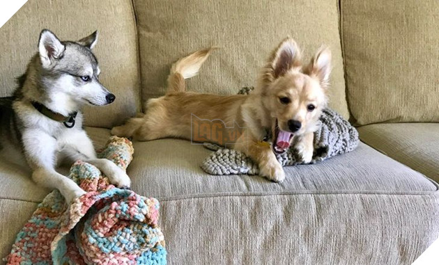 Tổng hợp những chiếc chó thái độ khi con sen chào đón thành viên mới của gia đình 7