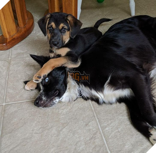 Tổng hợp những chiếc chó thái độ khi con sen chào đón thành viên mới của gia đình 8