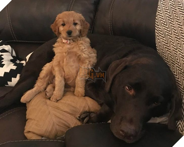 Tổng hợp những chiếc chó thái độ khi con sen chào đón thành viên mới của gia đình 9