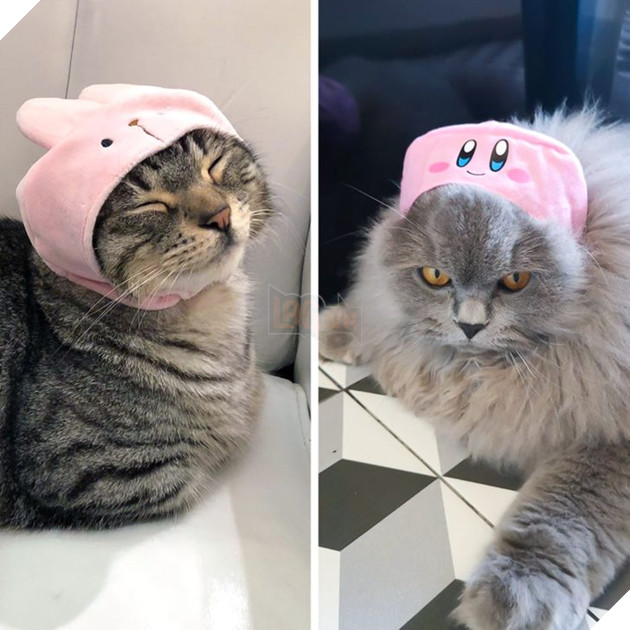 20 con sen vui mừng mua đồ xịn cho boss nhưng chúng nó thì lại chả thèm quan tâm 10