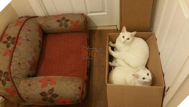 20 con sen vui mừng mua đồ xịn cho boss nhưng chúng nó thì lại chả thèm quan tâm 13