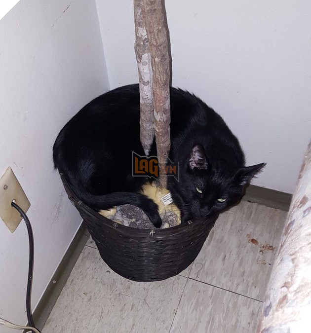 20 con sen vui mừng mua đồ xịn cho boss nhưng chúng nó thì lại chả thèm quan tâm 14