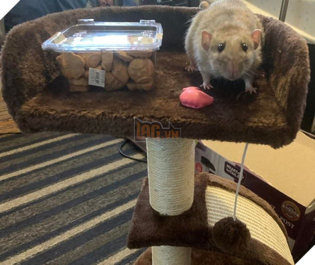 20 con sen vui mừng mua đồ xịn cho boss nhưng chúng nó thì lại chả thèm quan tâm 15