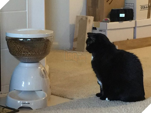 20 con sen vui mừng mua đồ xịn cho boss nhưng chúng nó thì lại chả thèm quan tâm 18