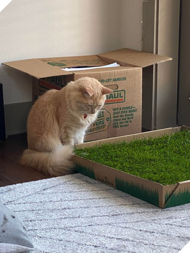 20 con sen vui mừng mua đồ xịn cho boss nhưng chúng nó thì lại chả thèm quan tâm 20