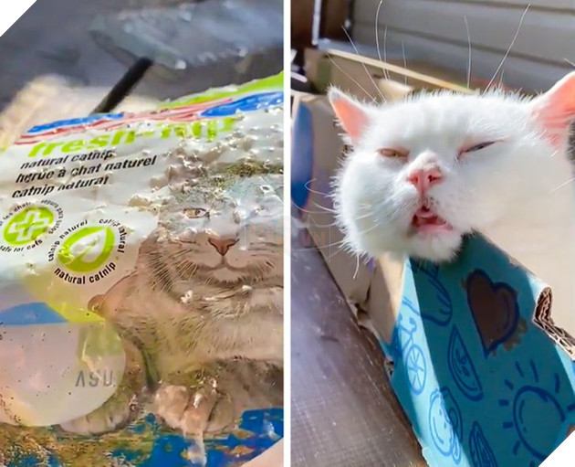 20 con sen vui mừng mua đồ xịn cho boss nhưng chúng nó thì lại chả thèm quan tâm 6