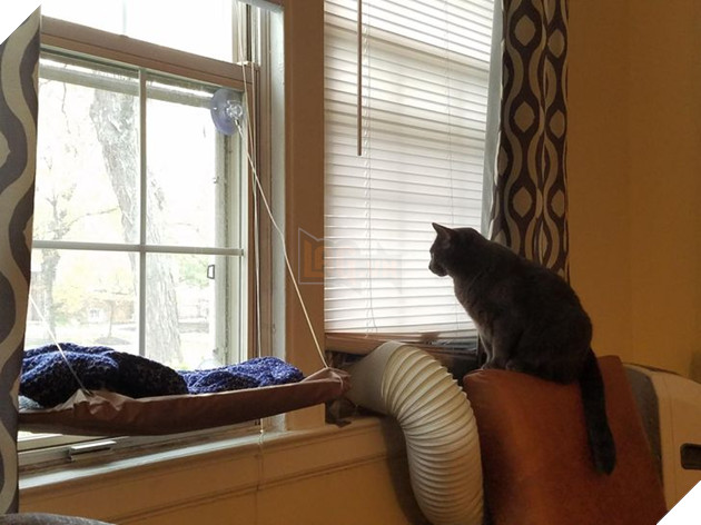 20 con sen vui mừng mua đồ xịn cho boss nhưng chúng nó thì lại chả thèm quan tâm 2