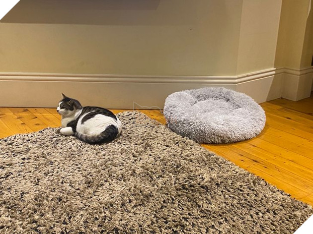 20 con sen vui mừng mua đồ xịn cho boss nhưng chúng nó thì lại chả thèm quan tâm 7