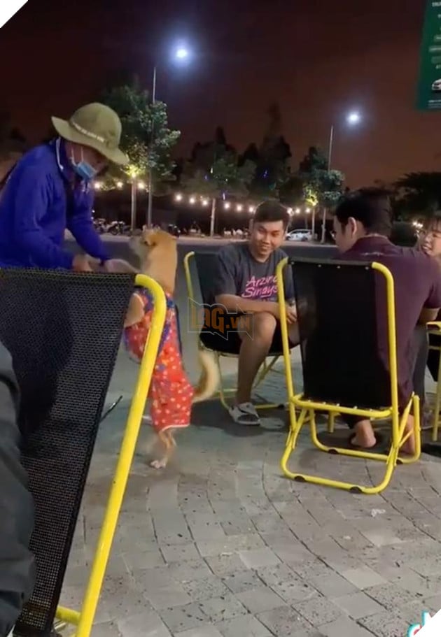 Chú chó bán vé số giúp chủ: Ngậm giỏ lịch sự đứng bên cạnh tỏ ý mời khách rồi nằm ngoan ngoãn đợi khách lựa vé số 1