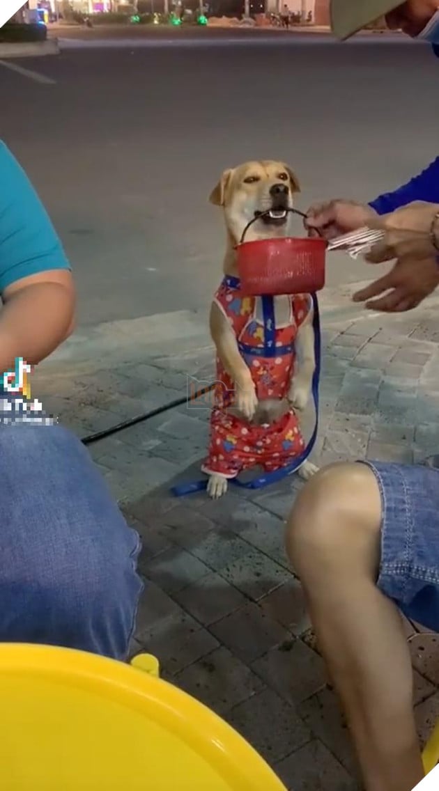 Chú chó bán vé số giúp chủ: Ngậm giỏ lịch sự đứng bên cạnh tỏ ý mời khách rồi nằm ngoan ngoãn đợi khách lựa vé số 0