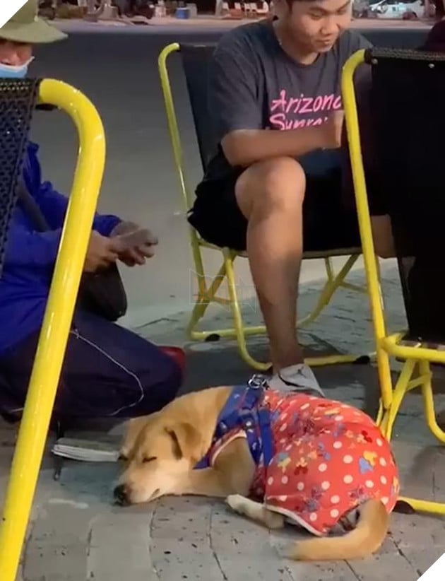 Chú chó bán vé số giúp chủ: Ngậm giỏ lịch sự đứng bên cạnh tỏ ý mời khách rồi nằm ngoan ngoãn đợi khách lựa vé số 3