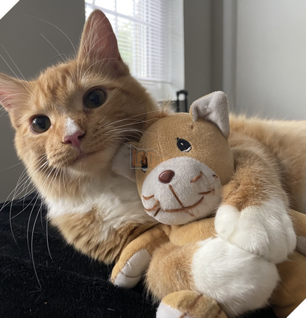 20 bé thú cưng dù lớn nhưng vẫn phải ôm gấu bông mới ngủ được khiến các sen yêu thương hết mực 5