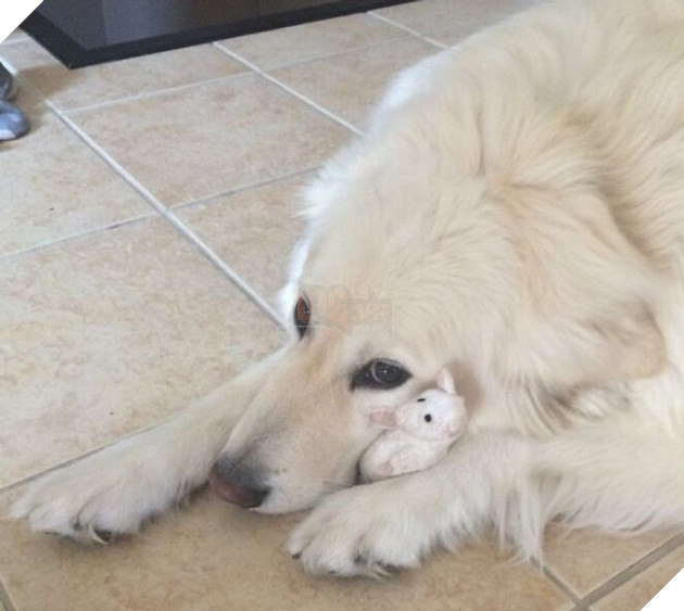 20 bé thú cưng dù lớn nhưng vẫn phải ôm gấu bông mới ngủ được khiến các sen yêu thương hết mực