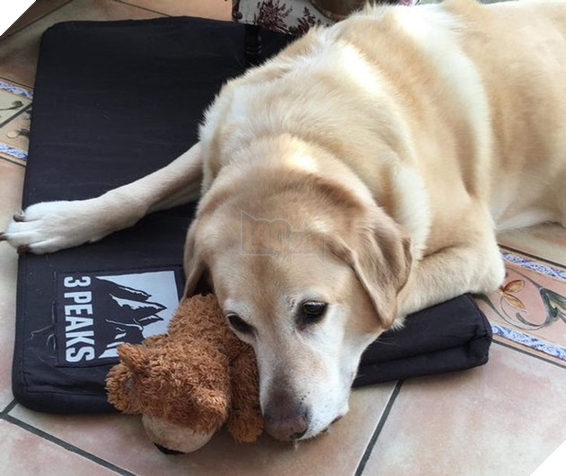 20 bé thú cưng dù lớn nhưng vẫn phải ôm gấu bông mới ngủ được khiến các sen yêu thương hết mực 13