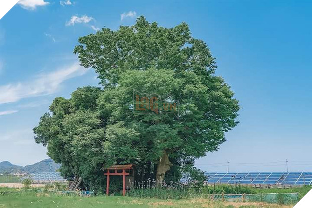 Những bức ảnh đời thực ảo diệu như bước ra từ thế giới anime Phần 3  6