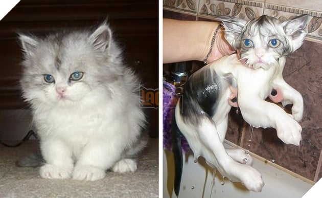 17 hình ảnh chứng minh thú cưng và nước là 1 cặp trời sinh không bao giờ yêu thương nhau được  14