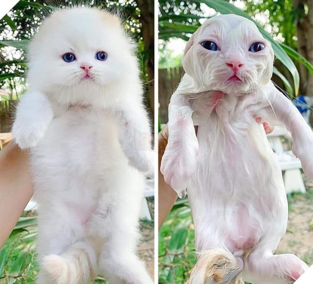 17 hình ảnh chứng minh thú cưng và nước là 1 cặp trời sinh không bao giờ yêu thương nhau được  3