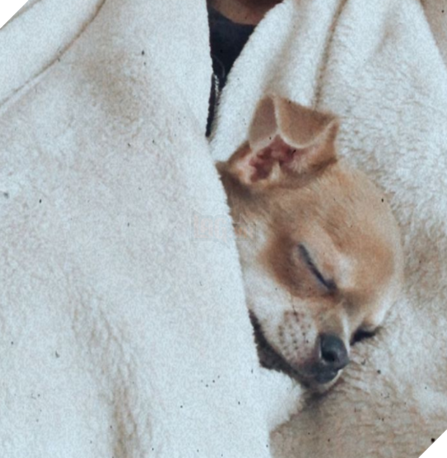 20 hình ảnh các bé động vật đang ngủ rất ngon giúp cho bạn có 1 tâm trạng tích cực cho ngày mới 7