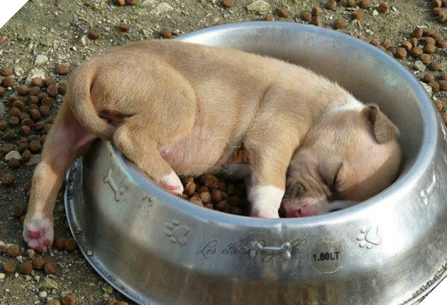 20 hình ảnh các bé động vật đang ngủ rất ngon giúp cho bạn có 1 tâm trạng tích cực cho ngày mới