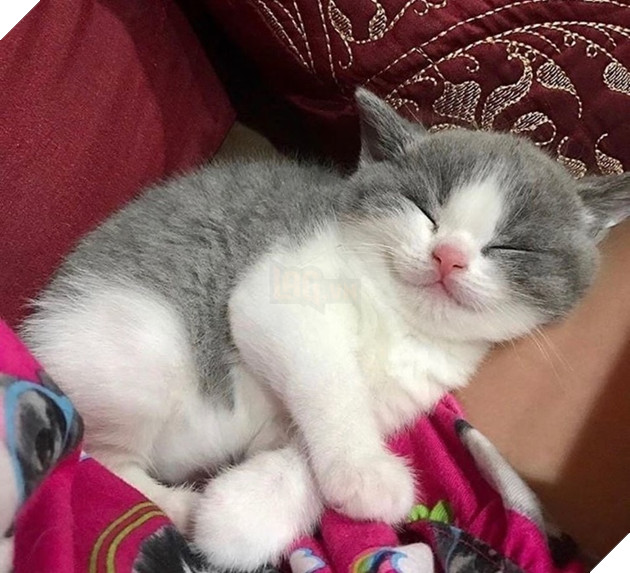 20 hình ảnh các bé động vật đang ngủ rất ngon giúp cho bạn có 1 tâm trạng tích cực cho ngày mới 13