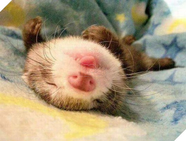 20 hình ảnh các bé động vật đang ngủ rất ngon giúp cho bạn có 1 tâm trạng tích cực cho ngày mới 14