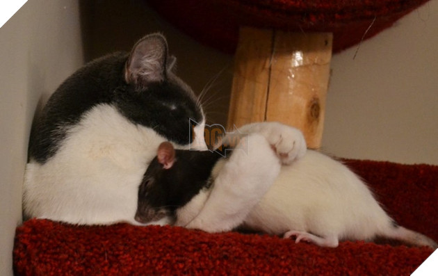 20 hình ảnh các bé động vật đang ngủ rất ngon giúp cho bạn có 1 tâm trạng tích cực cho ngày mới 15