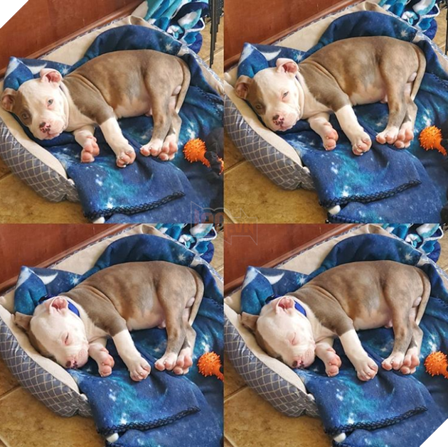 20 hình ảnh các bé động vật đang ngủ rất ngon giúp cho bạn có 1 tâm trạng tích cực cho ngày mới 10