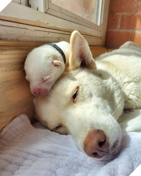 20 hình ảnh các bé động vật đang ngủ rất ngon giúp cho bạn có 1 tâm trạng tích cực cho ngày mới 16