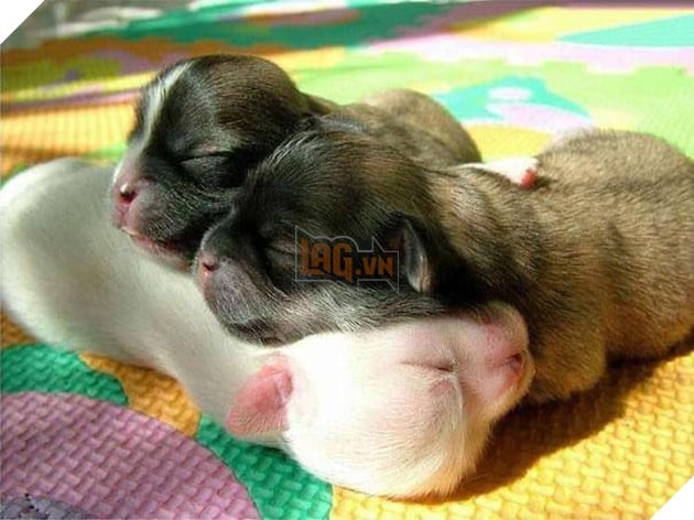 20 hinh anh cac be dong vat dang ngu rat ngon giup cho ban co 1 tam trang tich cuc cho ngay moi 3 20 hình ảnh các bé động vật đang ngủ rất ngon giúp cho bạn có 1 tâm trạng tích cực cho ngày mới 3