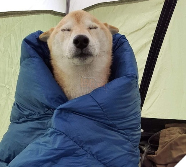 20 hình ảnh các bé động vật đang ngủ rất ngon giúp cho bạn có 1 tâm trạng tích cực cho ngày mới 4