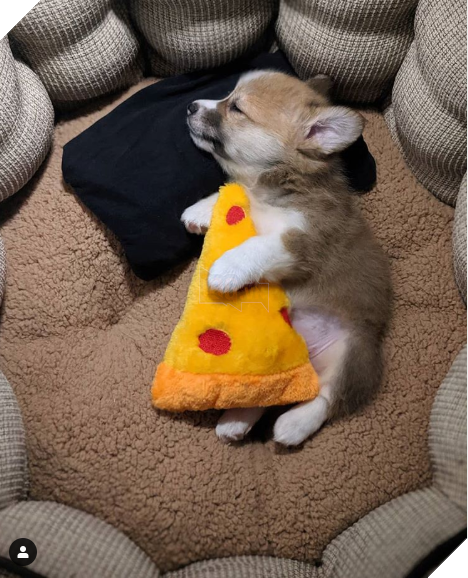 20 hình ảnh các bé động vật đang ngủ rất ngon giúp cho bạn có 1 tâm trạng tích cực cho ngày mới 17