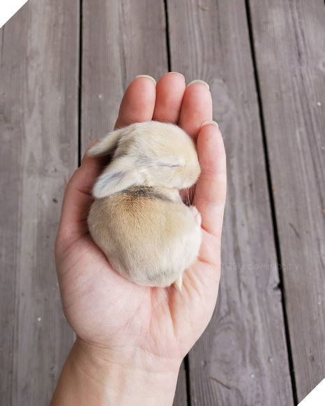 20 hình ảnh các bé động vật đang ngủ rất ngon giúp cho bạn có 1 tâm trạng tích cực cho ngày mới 18