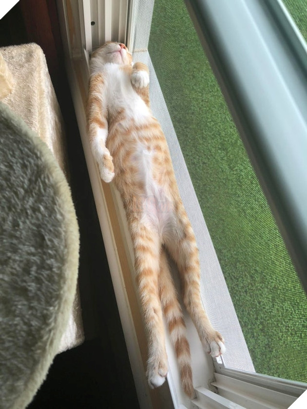 20 hình ảnh các bé động vật đang ngủ rất ngon giúp cho bạn có 1 tâm trạng tích cực cho ngày mới 5