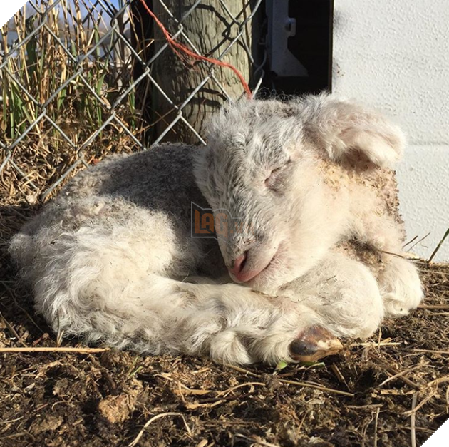 20 hình ảnh các bé động vật đang ngủ rất ngon giúp cho bạn có 1 tâm trạng tích cực cho ngày mới 19