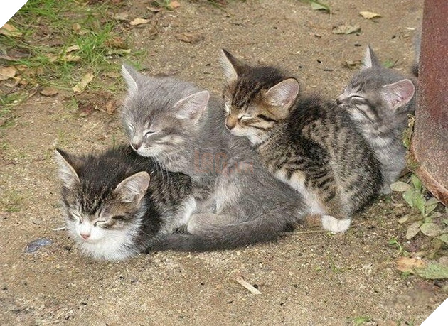 20 hình ảnh các bé động vật đang ngủ rất ngon giúp cho bạn có 1 tâm trạng tích cực cho ngày mới 8