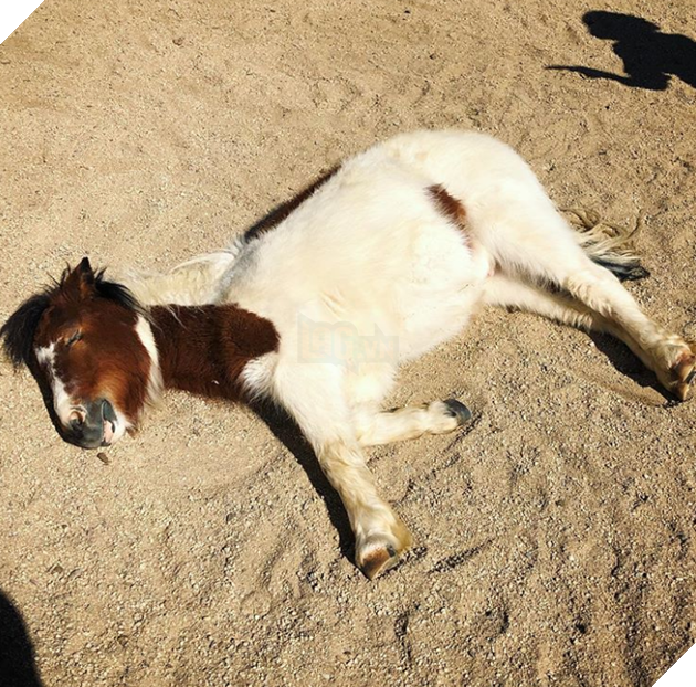 20 hình ảnh các bé động vật đang ngủ rất ngon giúp cho bạn có 1 tâm trạng tích cực cho ngày mới 20