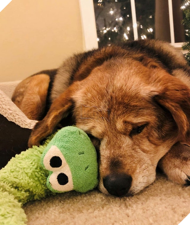 20 hình ảnh các bé động vật đang ngủ rất ngon giúp cho bạn có 1 tâm trạng tích cực cho ngày mới 11