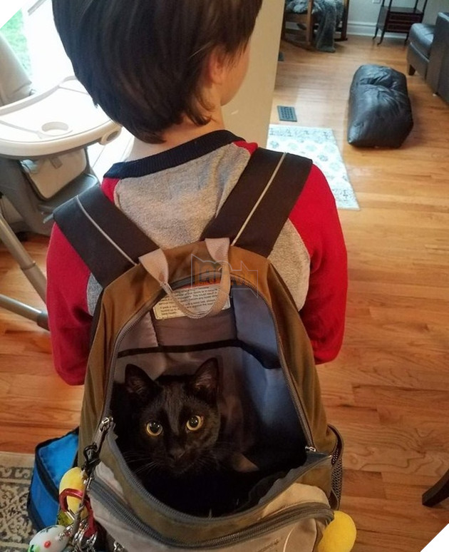 Những hình ảnh khi hoàng thượng cố tỏ ra dễ thương để khiến cho các con sen phải xiêu lòng và phục vụ chúng suốt đời 16