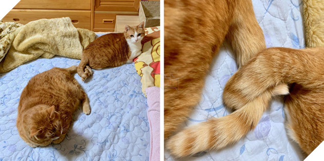 Những hình ảnh khi hoàng thượng cố tỏ ra dễ thương để khiến cho các con sen phải xiêu lòng và phục vụ chúng suốt đời 18