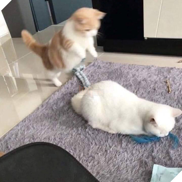 Những hình ảnh khi hoàng thượng cố tỏ ra dễ thương để khiến cho các con sen phải xiêu lòng và phục vụ chúng suốt đời 19