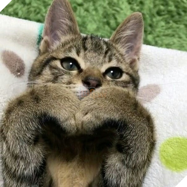 Những hình ảnh khi hoàng thượng cố tỏ ra dễ thương để khiến cho các con sen phải xiêu lòng và phục vụ chúng suốt đời 8