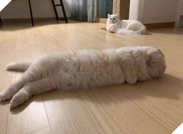 Những hình ảnh khi hoàng thượng cố tỏ ra dễ thương để khiến cho các con sen phải xiêu lòng và phục vụ chúng suốt đời 5