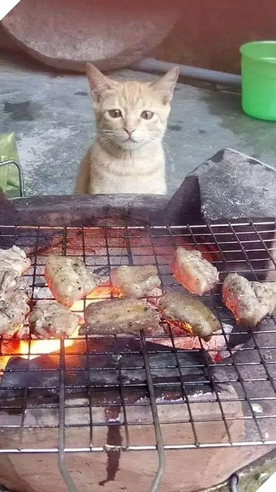 Những hình ảnh khi hoàng thượng cố tỏ ra dễ thương để khiến cho các con sen phải xiêu lòng và phục vụ chúng suốt đời 20