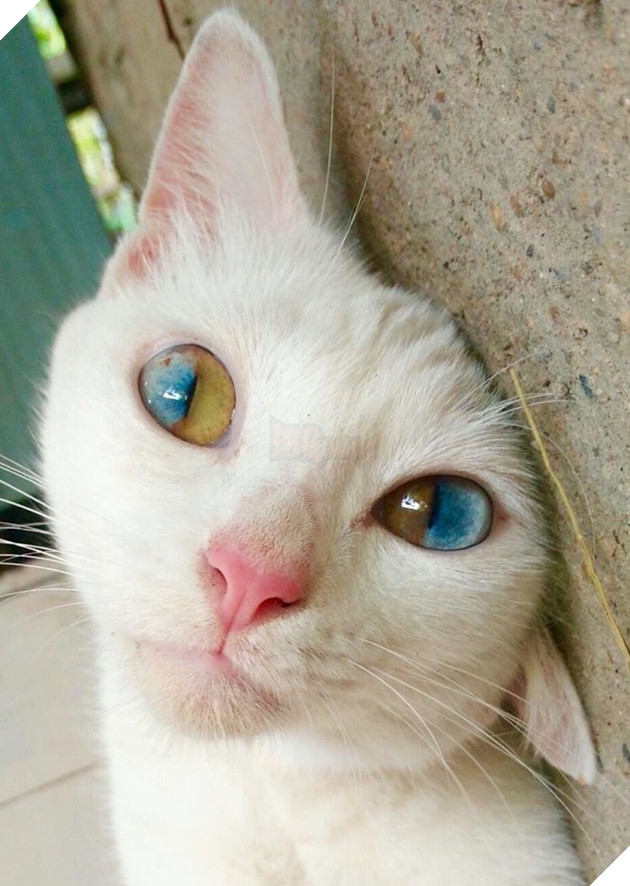 Những hình ảnh khi hoàng thượng cố tỏ ra dễ thương để khiến cho các con sen phải xiêu lòng và phục vụ chúng suốt đời 6