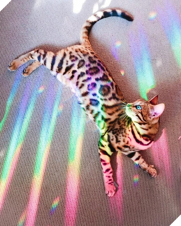 Những hình ảnh khi hoàng thượng cố tỏ ra dễ thương để khiến cho các con sen phải xiêu lòng và phục vụ chúng suốt đời 7