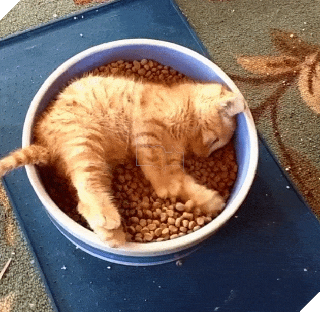 Những hình ảnh khi hoàng thượng cố tỏ ra dễ thương để khiến cho các con sen phải xiêu lòng và phục vụ chúng suốt đời 9