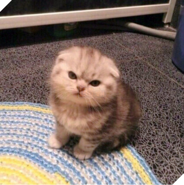 Những hình ảnh khi hoàng thượng cố tỏ ra dễ thương để khiến cho các con sen phải xiêu lòng và phục vụ chúng suốt đời 21