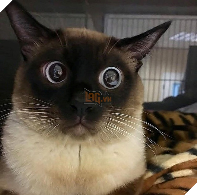 Những hình ảnh khi hoàng thượng cố tỏ ra dễ thương để khiến cho các con sen phải xiêu lòng và phục vụ chúng suốt đời 4